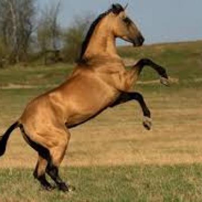 Ахалтекинская лошадь